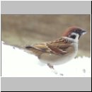 Passer montanus - Feldsperling 02.jpg